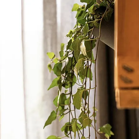 Rocha Appartement Rocca Cilento