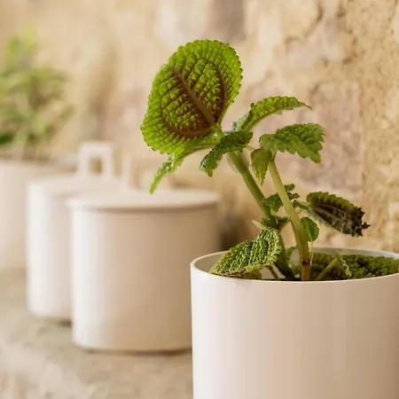 Rocha Appartement Rocca Cilento